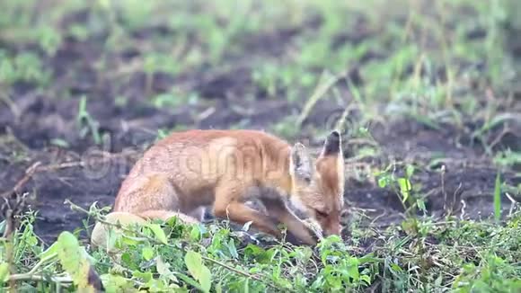 狐狸在秋天的早晨吃捉老鼠视频的预览图