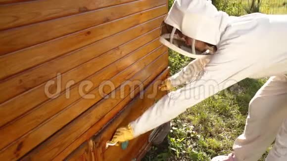 一个穿着白色防护服的女养蜂人推着一个带蜂窝的架子农业养蜂概念视频的预览图