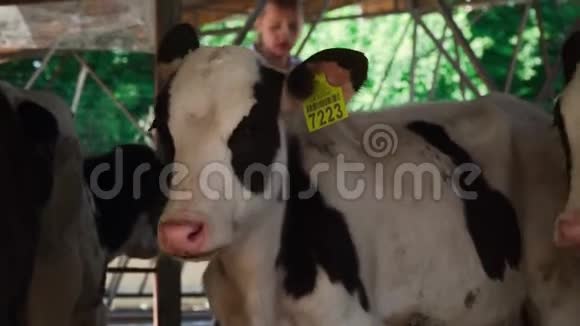 小牛又舔了一头小牛视频的预览图