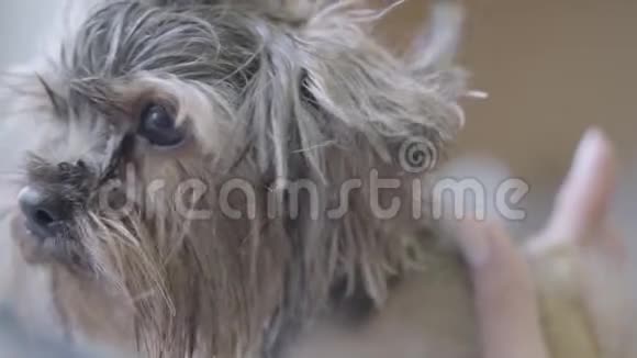 专业宠物美容师制作蓬松湿可爱的狗头发与剪刀开始羊毛在身上关门视频的预览图