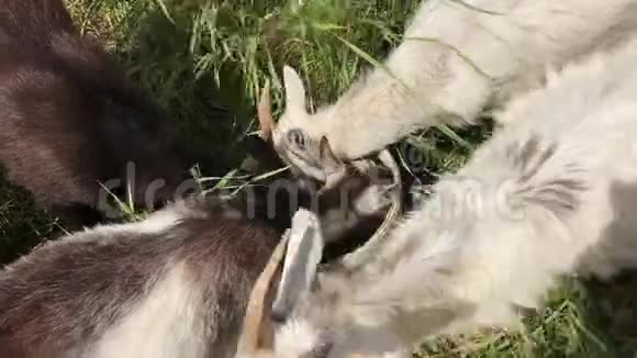 一群小山羊从桶里喝水草地上有一个水桶视频的预览图