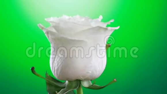 白色玫瑰花旋转特写绿色背景爱的象征情人节卡片设计视频的预览图