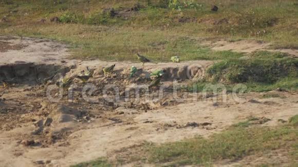 灰黄鸟坐在草地上的棕色地上视频的预览图