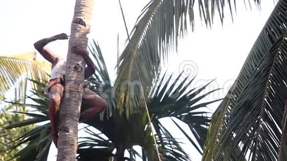 用绳子固定的工人用巨大的弯刀把棕榈树顶固定视频的预览图