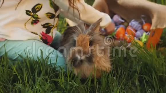 女孩和草地上的复活节兔子一起收集彩蛋把它们放进篮子里视频的预览图