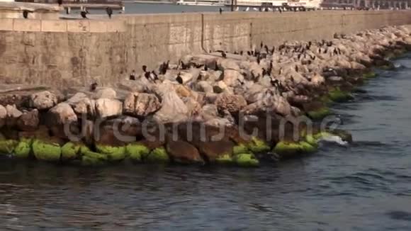 海鸥在海滩码头附近的大岩石上筑巢视频的预览图