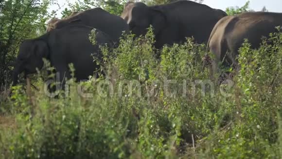 小象来到老动物面前在绿草面前打哈欠视频的预览图