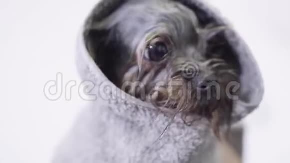 小可爱的小狗被覆盖在特里毛巾上新郎在宠物里给他洗干净后一只湿湿时髦的小狗在摇晃视频的预览图