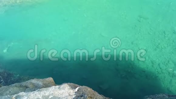 4海泻湖清水中鱼的K视频这是马德拉岛塞萨尔的游泳池水晶海中的鱼视频的预览图