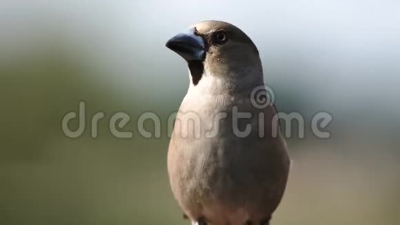 一只大嘴鸟坐在树枝上视频的预览图