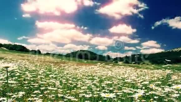 夏日风景盛开的雏菊领域视频的预览图