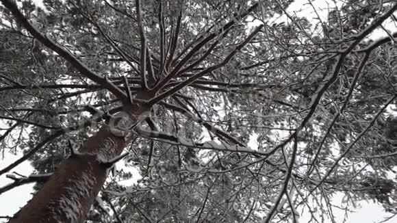 冬季森林降雪低视角视频的预览图