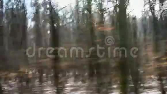 汽车在穿过森林的道路上超速行驶视频的预览图