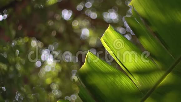 明亮的大棕榈叶有半透明的阳光美丽的时刻雨林在傍晚的阳光下视频的预览图