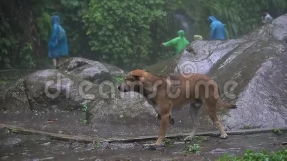 热带大雨四周泛滥成灾潮湿的狗在人们的背景下寻找避雨的地方视频的预览图