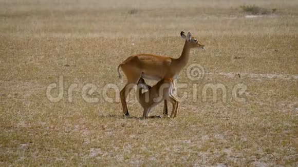 非洲草原上的雌性黑斑羚羚羚羊为她的小牛挤奶视频的预览图