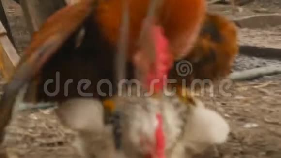 公鸡和鸡的交配视频的预览图