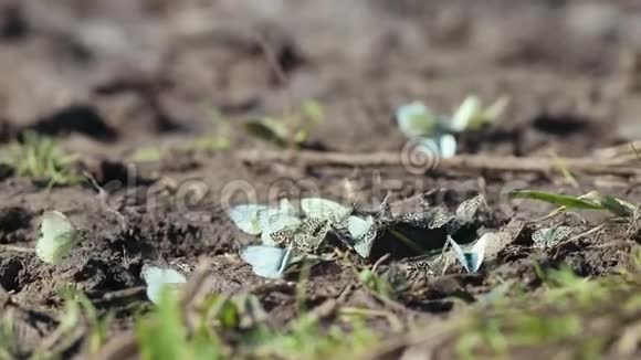 一只漂亮的小白蝴蝶坐在地上视频的预览图