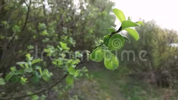 绿色的花枝在风中摇曳视频的预览图