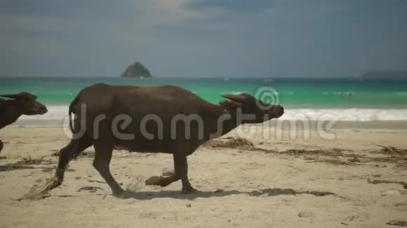 几只水牛在海滩上奔跑动物穿过沙滩远离人们动物冲进阴凉处视频的预览图