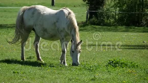 白马在草地上凝望视频的预览图