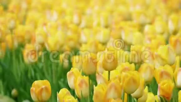 冬季或春季的郁金香花视频的预览图