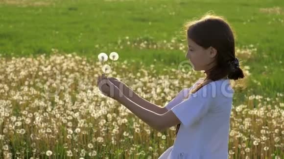 小女孩一边吹蒲公英一边在公园里放松飞行种子柳絮颗粒的春天观念开始新生活视频的预览图