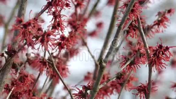 红巫婆哈泽尔早春盛开视频的预览图