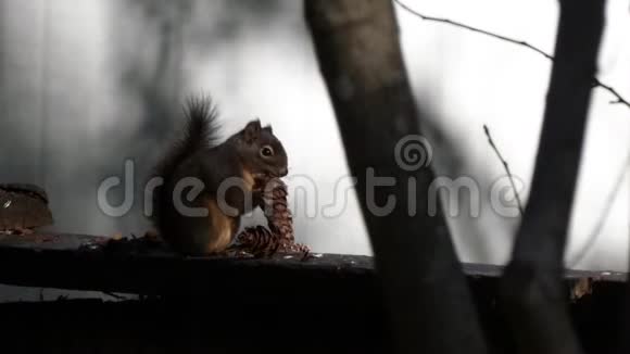 毛茸茸的小松鼠在篱笆上视频的预览图