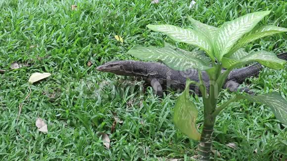 亚洲水监测蜥蜴背后的笨甘蔗植物视频的预览图