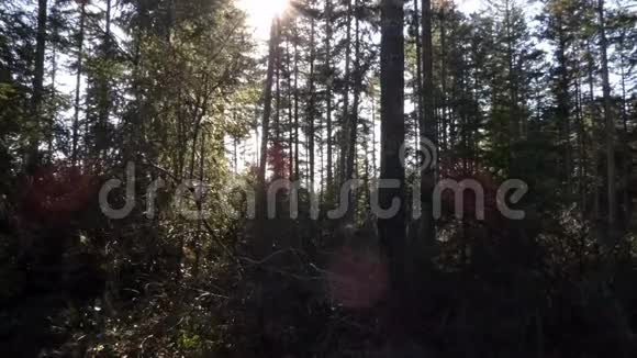 高大的树挡住了阳光视频的预览图