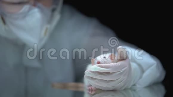 实验室工作人员饲养大鼠实验结果监测动物试验视频的预览图
