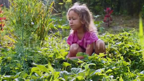 小可爱的女孩正坐在花园里的植物床附近吃草莓视频的预览图