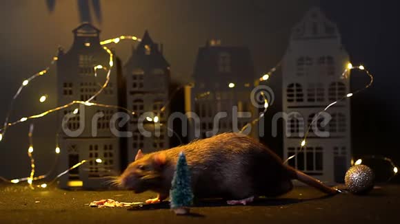 2020年的象征可爱的家鼠在圣诞树附近吃东西视频的预览图