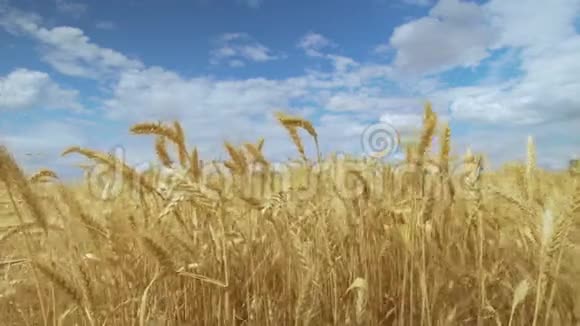 麦田收获概念金黄的麦田摇曳着自然景观视频的预览图