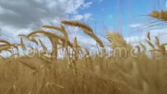 麦田收获概念金黄的麦田摇曳着自然景观视频的预览图
