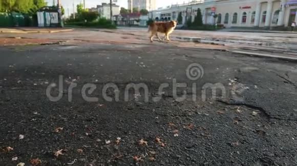 孤独的无家可归的棕色流浪狗走过街道视频的预览图