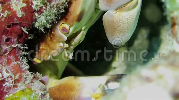 珊瑚礁洞里的螃蟹视频的预览图