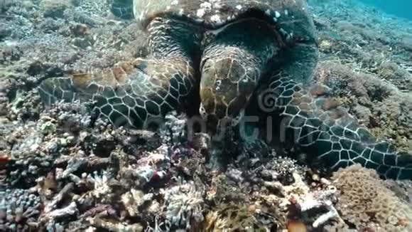 海龟喂食以海草为食的青龟草视频的预览图