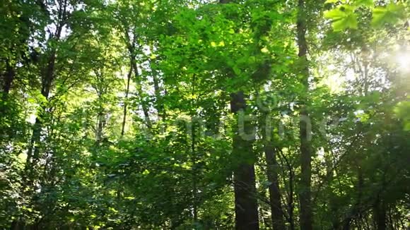 阳光充足的森林视频的预览图