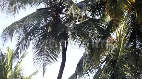 印度男人沿着棕榈树树干爬上椰子果实视频的预览图