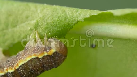 大毛虫在模糊的背景上吃绿色的假大毛虫在树上走视频的预览图
