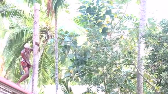 印度工人沿着屋顶上的棕榈树树干往下爬视频的预览图