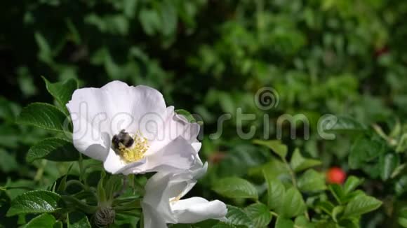 大黄蜂在公园或花园的背景下从白色玫瑰臀部飞下来高清镜头录像视频的预览图