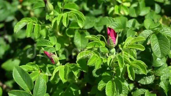 在公园或花园的背景下有红色的野生玫瑰花蕾的绿色灌木高清镜头录像视频的预览图