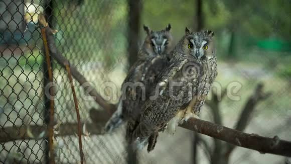 动物园里的猫头鹰视频的预览图