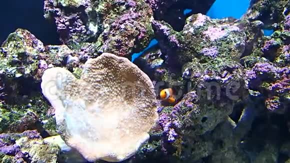 小丑鱼在石头之间视频的预览图