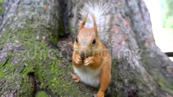 一只红色的松鼠尾巴蓬松咬着坚果看着相机视频的预览图