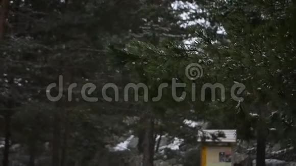 冬天的背景是松枝和降雪视频的预览图