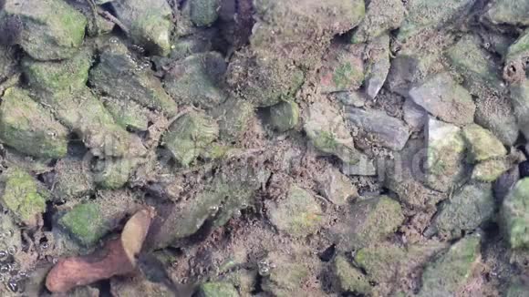 蝌蚪在叶子和石头上游泳和吃藻类发展到新的青蛙生活视频的预览图